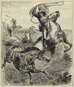 Het werpen van de lasso