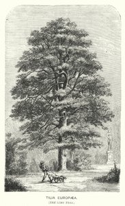 Tilia Europaea, de Linde (gravure) door English School