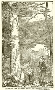 Tom Browns School Days