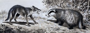 Tand en Klauw: Dieren in Gevecht door English School
