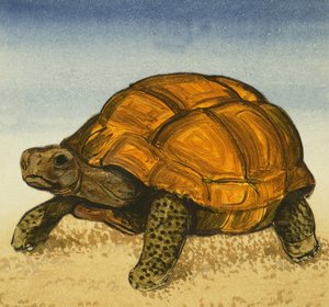 Schildpad