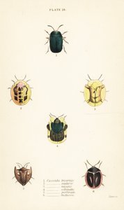 Schildpadkevers: Omocerus bicornis 1, Cassida scalaris 2, Cassida micans 3, Cassida echinata 4, Cassida perforata 5, en Cassida luctuosa 6