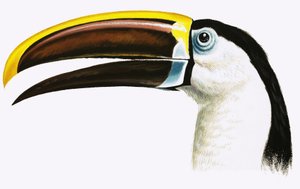 Toekan