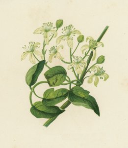 Bosrank, Clematis Vitalba