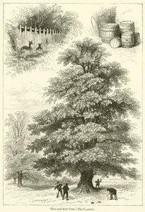 Bomen en hun gebruik, De kastanje door English School