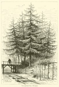 Bomen en hun gebruik, De lariks door English School