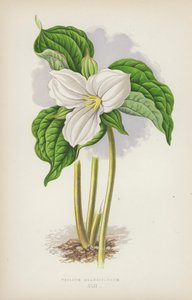 Trilium Grandiflorum