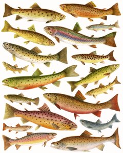 Forel