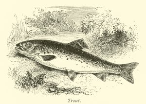 Forel door English School