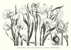 Tulpen; dezelfde karmozijnrode bloem; geel; karmozijnrood; wit