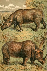 Tweekoppige Neushoorn en Eenhoornige Neushoorn door English School