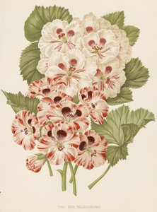 Twee nieuwe pelargoniums (kleurenlitho)