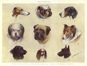 Typen van Britse honden