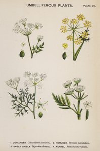 Schermbloemige Planten (kleur litho) door English School