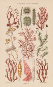 Onder de microscoop: Desmidiaceae, Diatomaceae, Algen door English School