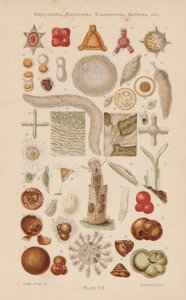 Onder de microscoop: Gregarinida, Polycystina, Foraminifera, Rotifera, enz. door English School