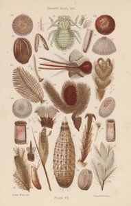 Onder de microscoop: Insecteneieren, enz. door English School