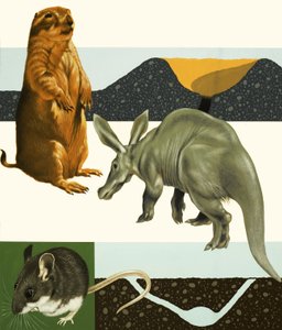 Ongeïdentificeerde dieren montage inclusief prairiehond en aardvarken door English School