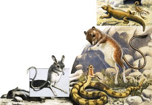 Ongeïdentificeerde dierenmontage met jerboa, slang en schorpioen door English School