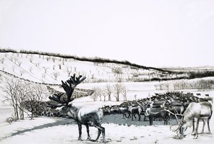 Unidentified herd of reindeer