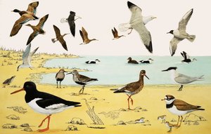 Ongeïdentificeerde Zeevogels Montage