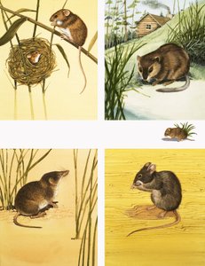 Ongedefinieerde montage van kleine zoogdieren inclusief muizen en woelmuizen
