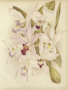 Variëteiten van Laelia anceps
