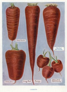 Gids voor Groentetelers: Wortelen (kleur litho)
