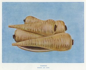 Groentekwekersgids: Pastinaak, Tender and True (kleur litho) door English School