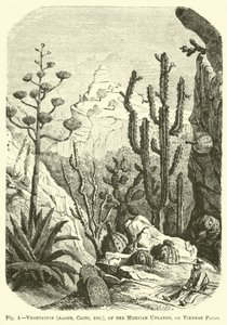 Vegetatie (Aloë