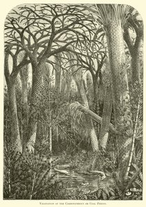 Vegetatie van de Carboon- of Kolenperiode