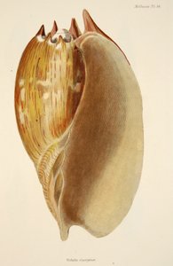 Veluta Georgina, uit De Mollusca en Radiata, uitgegeven 1833 door English School
