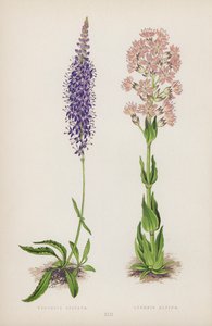 Veronica Spicata; Lychnis Alpina door English School