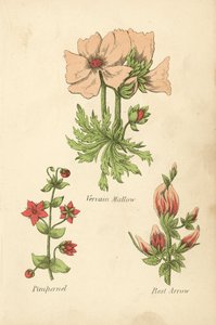 Verbena Malva, Pimpernel, Rust Pijl door English School