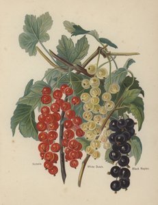 Victoria, Witte Nederlandse, Zwarte Napels