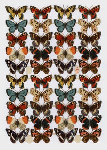 Victoriaanse scraps (chromolitho)