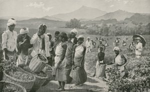 Uitzicht op een theetuin in Ceylon