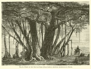 Uitzicht op de banyanboom (Ficus Indica), met adventieve wortels door English School