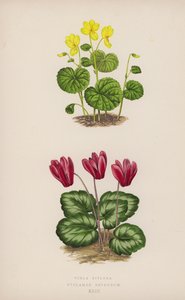Viola Biflora; Cyclamen Repandum door English School