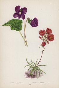 Viola Obliqua; Calandrinia Umbellata door English School