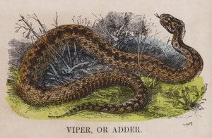 Adder door English School