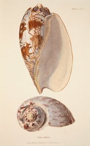 Voluta Miltonis, gepubliceerde 1833 handgekleurde gravure door English School