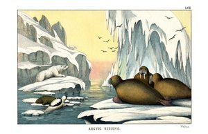 Walrus