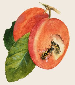 Wespen