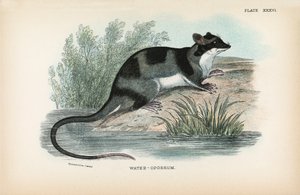 Water-Opussum