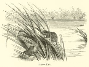 Waterratten door English School