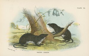 Waterspitsmuis