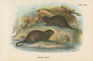 Waterwoelmuis