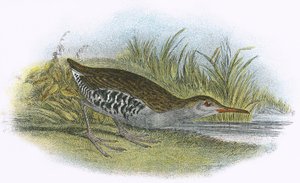 Waterral