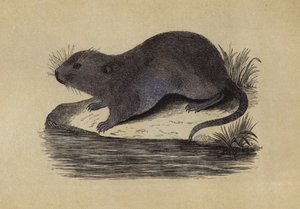 Waterrat door English School